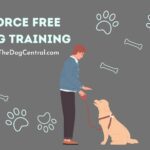 Force Free Dog Training