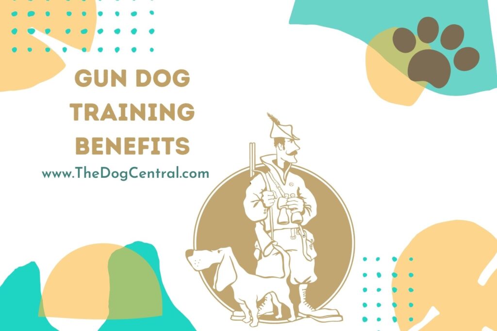 Gun Dog Training Benefits The Dog Central