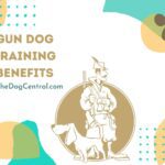 Gun Dog Training Benefits