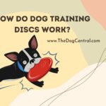 How Do Dog Training Discs Work?