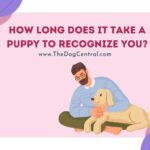 How Long Does It Take A Puppy To Recognize Me?