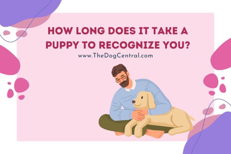 how long does it take a puppy to recognize you