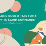 How Long Does It Take For A Puppy To Learn Commands?
