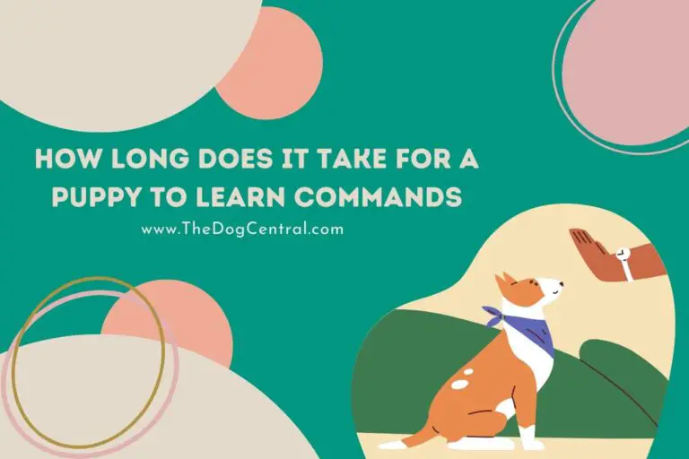 how long does it take for a puppy to learn commands
