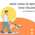 How Long Is Service Dog Training?
