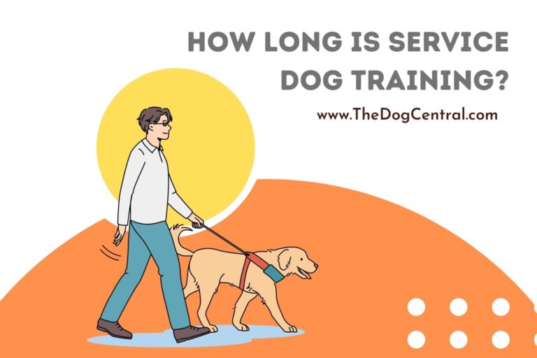 how long is service dog training