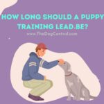 How Long Should a Puppy Training Lead Be?