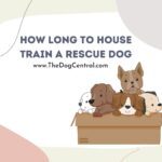 How Long to House Train a Rescue Dog?