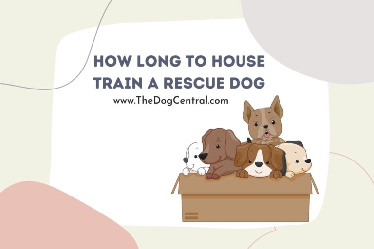 how long to house train a rescue dog