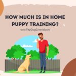 How Much is in Home Puppy Training?