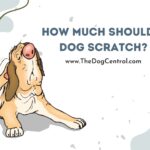 How Much Should a Dog Scratch Its Skin?