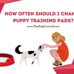 How Often Should I Change Puppy Training Pads?