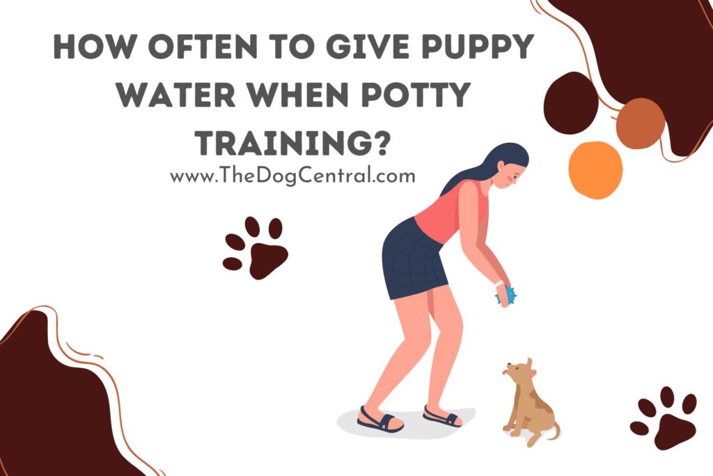 How Often to Give Puppy Water When Potty Training The Dog Central