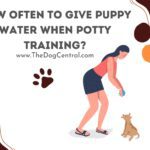 How Often to Give Puppy Water When Potty Training