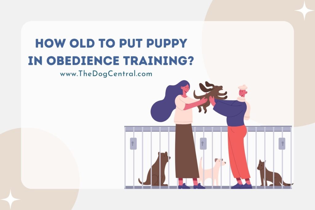 how-old-to-put-puppy-in-obedience-training-the-dog-central