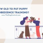 How Old to Put Puppy in Obedience Training