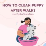 How to Clean a Puppy After a Walk?