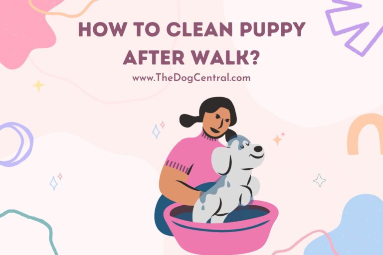 how to clean puppy after walk