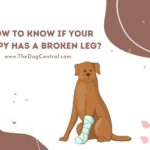 How to Tell If Your Puppy Has a Broken Leg