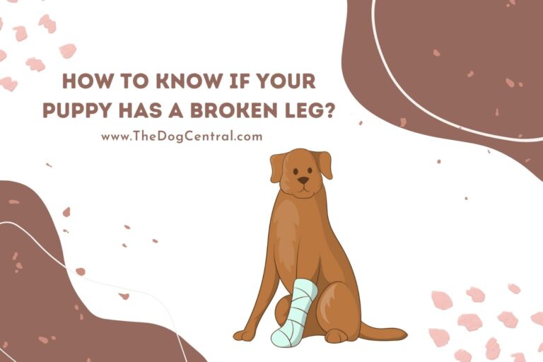 how to know if your puppy has a broken leg