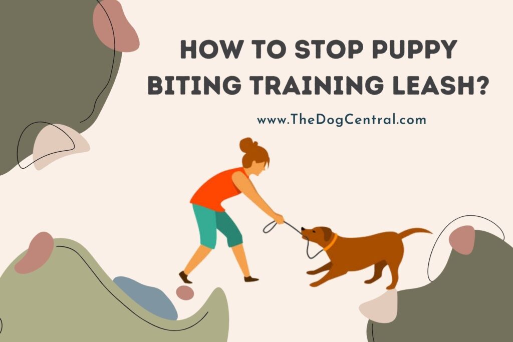 How to Stop Your Puppy From Leash Biting The Dog Central