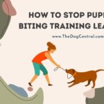 How to Stop Your Puppy From Leash Biting
