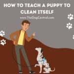 How To Teach A Puppy To Clean Itself