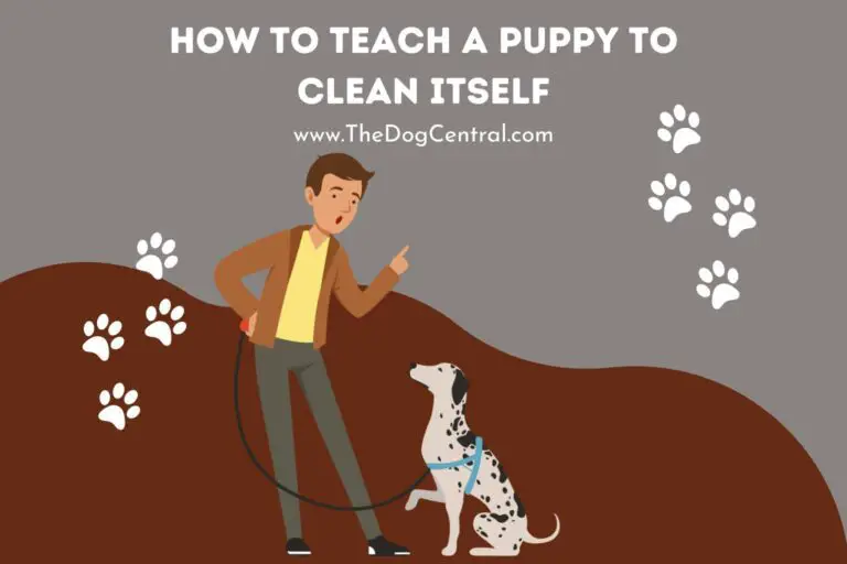 how to teach a puppy to clean itself