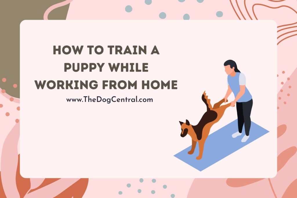 How to Potty Train a Puppy While Working From Home | The Dog Central