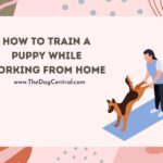 How to Potty Train a Puppy While Working From Home