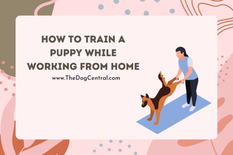 how to train a puppy while working from home