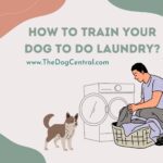 How to Train Your Dog to Do Laundry