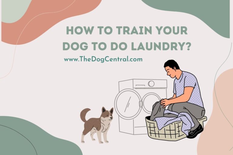 how to train your dog to do laundry