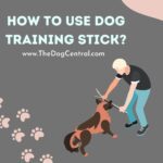 How to Use a Dog Training Stick to Teach Your Dog Tricks
