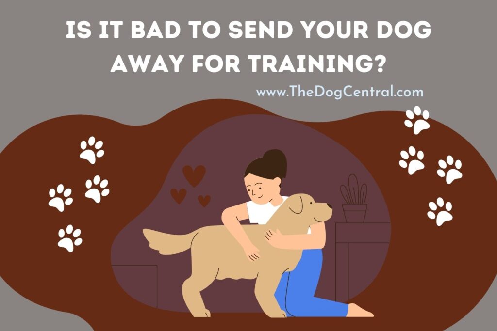 Is it Bad to Send Your Dog Away For Training? The Dog Central