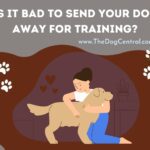 Is it Bad to Send Your Dog Away For Training?