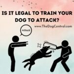 Is it Legal to Train Your Dog to Attack?