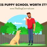 Is Puppy School Worth It?