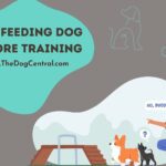 Why Not Feeding Your Dog Before Training Is a Bad Idea