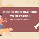 Online Dog Training Vs In Person Training
