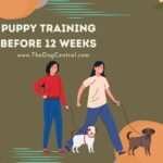 Puppy Training Before 12 Weeks