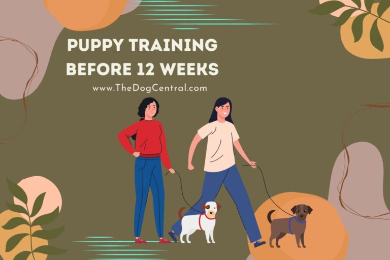 puppy training before 12 weeks