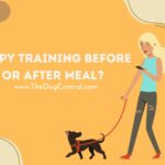 Puppy Training Before or After Meal?