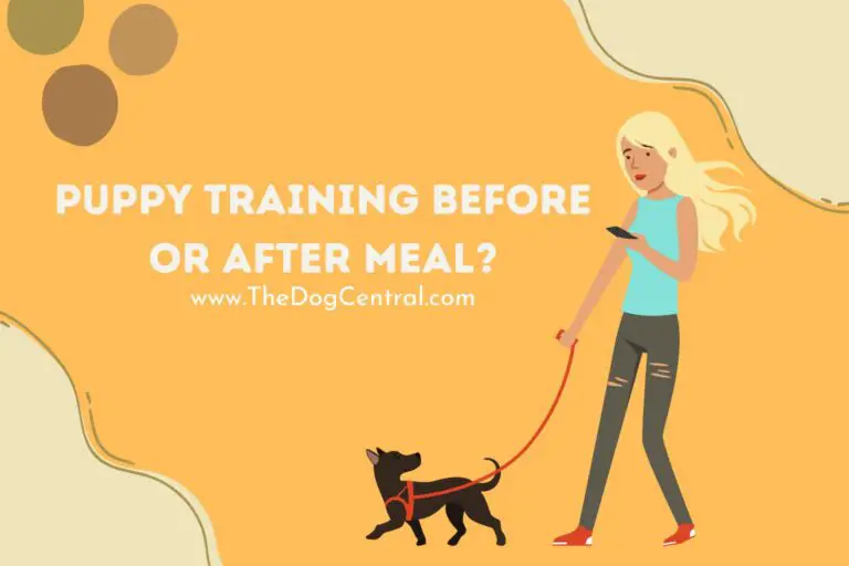 puppy training before or after meal_