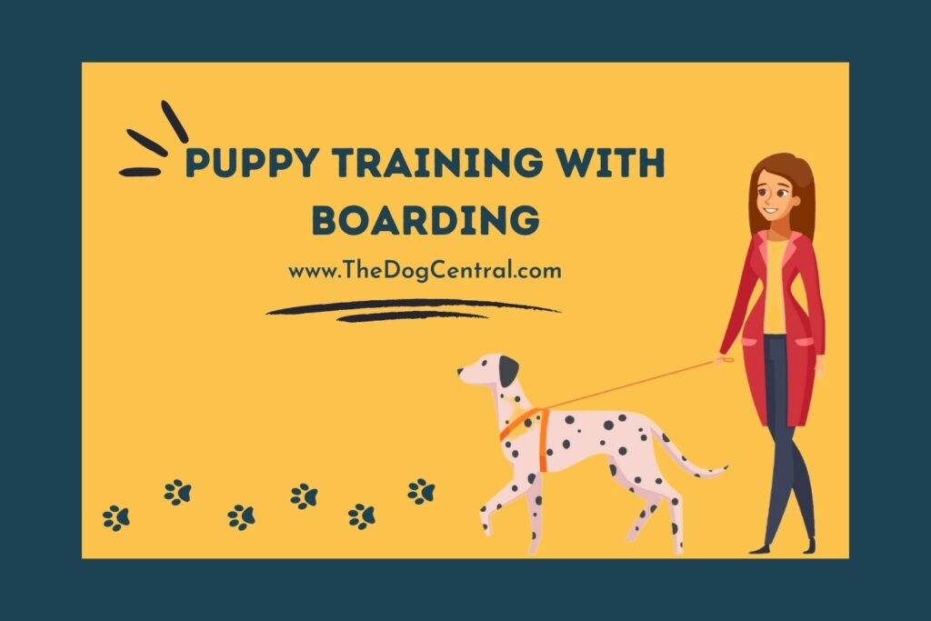 Puppy Training With Boarding The Dog Central