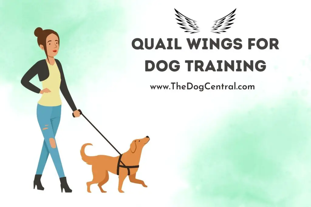 quail-wings-for-dog-training-the-dog-central