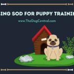 Using Sod For Puppy Training
