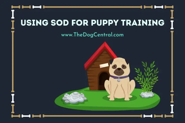 using sod for puppy training