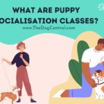 What Are Puppy Socialisation Classes?