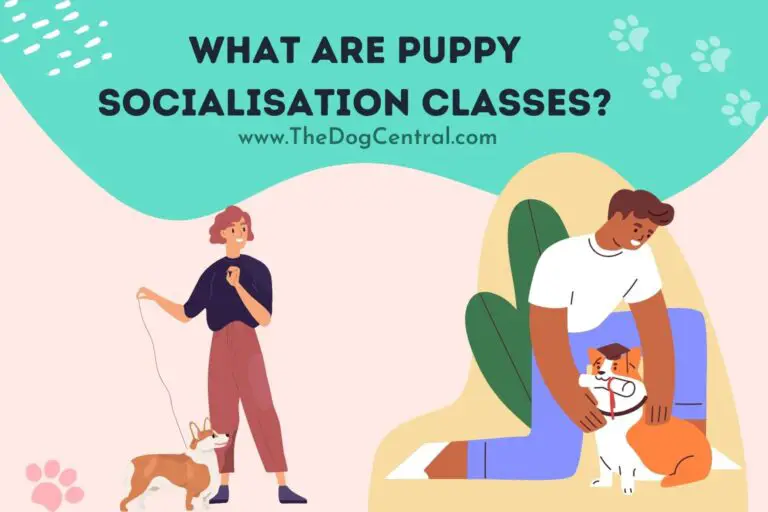 what are puppy socialisation classes